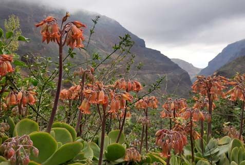 Visita a las cuevas guanches con Your Canary Friend